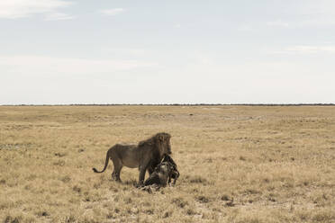 Männlicher Löwe und totes Gnu, Kalahari-Wüste - MINF14995