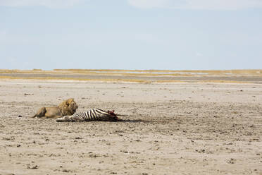 Ein erwachsener männlicher Löwe und eine Beute, ein totes Burchell's Zebra. - MINF14996