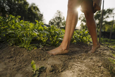 Barefeet of a woman walking on soil in a vegetable patch - GUSF04266