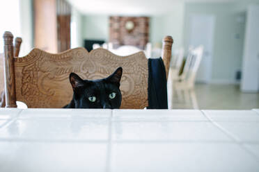 Black cat sitting on a chair peeking over tile countertop - CAVF87457