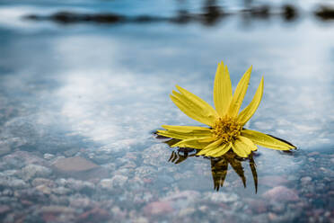 Gelbe Blume schwimmend auf dem Wasser mit Reflexion - CAVF87463