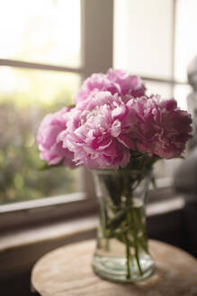 Morgensonne, die durch das Fenster auf eine mit rosa Pfingstrosen gefüllte Vase fällt - CAVF87465