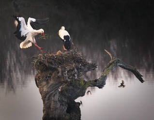 Storch erreicht das Nest auf einem Baum - CAVF87470
