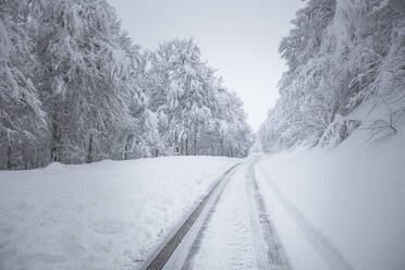 Verschneite Straße in einem Wald - CAVF87501