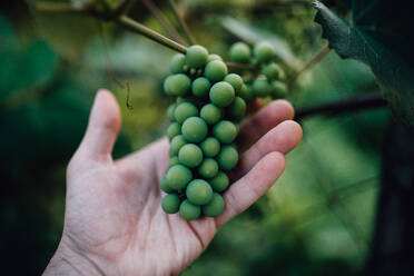 Man holding young green grapes. - CAVF87505