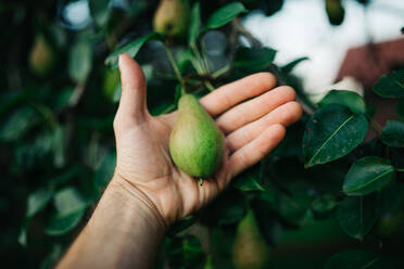 Young man holding a pear in her hands. - CAVF87506