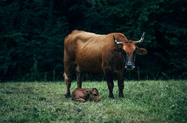 Kühe und Kälber beim Grasen im Wald - CAVF87509