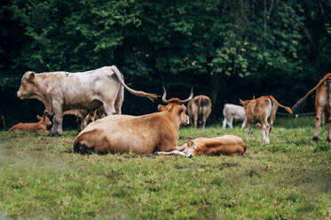 Kühe und Kälber beim Grasen im Wald - CAVF87510