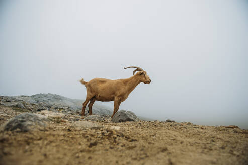 Mountain goat from Asturias Spain. - CAVF87512