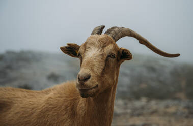 Mountain goat from Asturias Spain. - CAVF87516