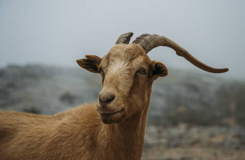 Bergziege aus Asturien, Spanien. - CAVF87516