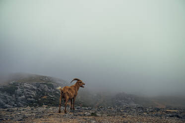 Mountain goat from Asturias Spain. - CAVF87517