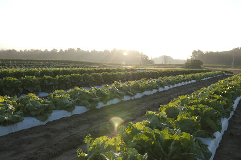 Blattgemüse in Reihen auf einer kleinen Farm in der Sonne Neuenglands - CAVF87581