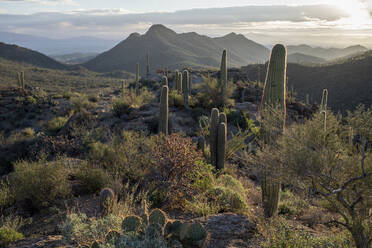 Sunrise over desert landscape with cactus at Gates Pass, Arizona. - CAVF87610