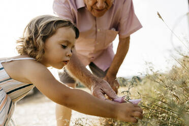 Close-up of cute girl with grandfather picking flowers from plant - JRFF04655