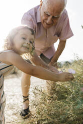 Cute smiling girl with grandfather picking flowers from plant - JRFF04656