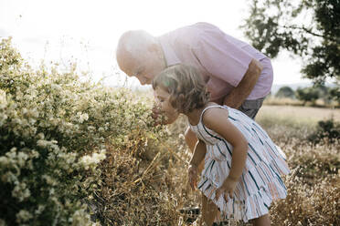Senior man with granddaughter smelling flowers in field on sunny day - JRFF04659