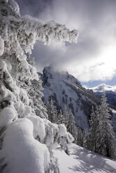 Schneebedeckte Bäume in den Bergen - MALF00033
