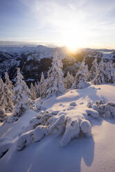 Bäume auf schneebedecktem Berggipfel bei Sonnenuntergang - MALF00036