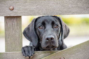 Schwarzer Labrador-Welpe schaut durch ein Tor, Vereinigtes Königreich, Europa - RHPLF16403