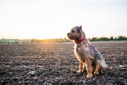 Border Terrier mit rotem Halsband, sitzend auf einem Feld bei Sonnenuntergang, Vereinigtes Königreich, Europa - RHPLF16405
