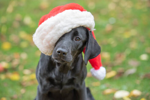 Schwarzer Labrador-Welpe mit Weihnachtsmütze, Vereinigtes Königreich, Europa - RHPLF16407