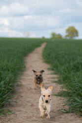 Goldener Labrador-Welpe spielt mit einem Border Terrier auf einem Feld, Vereinigtes Königreich, Europa - RHPLF16408