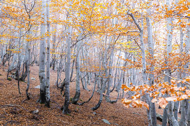 Forest in autumn, Como Lake, Lombardy, Italy, Europe - RHPLF16425