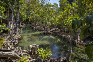 Tha Pom Klong Song Nam National Park, Provinz Krabi, Thailand, Südostasien, Asien - RHPLF16439