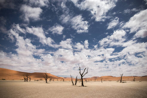 Abgestorbene Bäume in Sossusvlei, Namibia, Afrika - RHPLF16466