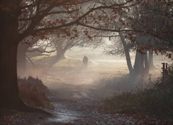 Ein alter Mann geht an einem Wintermorgen in einem nebligen Richmond Park mit seinem Hund spazieren, Richmond, Greater London, England, Vereinigtes Königreich, Europa - RHPLF16467