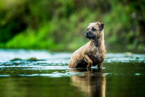Border Terrier stehend in einem Fluss, Vereinigtes Königreich, Europa - RHPLF16609