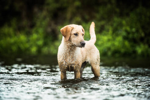 Goldener Labrador steht in einem seichten Fluss und schaut von der Kamera weg, Vereinigtes Königreich, Europa - RHPLF16610