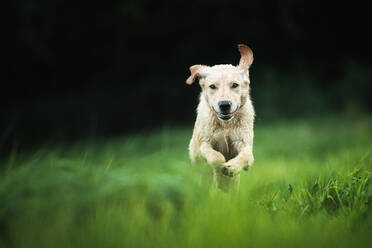 Golden Labrador running through a field, United Kingdom, Europe - RHPLF16612