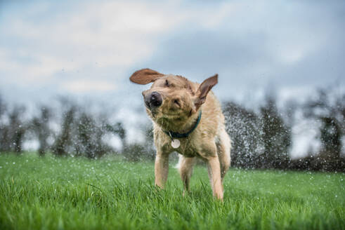 Wet labrador shaking off, Vereinigtes Königreich, Europa - RHPLF16613