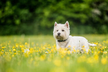 West Highland Terrier stehend in einem Feld mit gelben Blumen, Vereinigtes Königreich, Europa - RHPLF16614