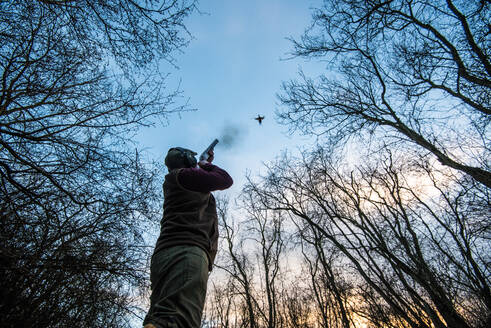 Gewehr, das in einem Wald steht und auf einen Fasan schießt, der bei Sonnenuntergang über dem Wald fliegt, Vereinigtes Königreich, Europa - RHPLF16617