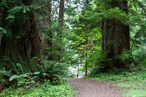 Waldweg, Olympic National Park, UNESCO-Welterbe, Washington State, Vereinigte Staaten von Amerika, Nordamerika - RHPLF16638