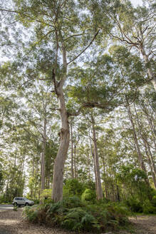 Riesige Karri-Gummibäume im Gloucester National Park, Pemberton, Westaustralien, Australien, Pazifik - RHPLF16702