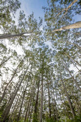 Giant Karri gum trees at Gloucester National Park, Pemberton, Western Australia, Australia, Pacific - RHPLF16703