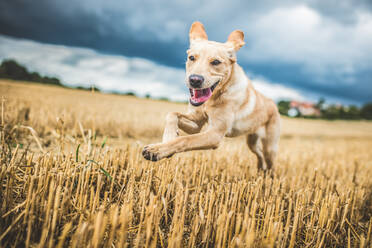 Golden Labrador running through a field of wheat, United Kingdom, Europe - RHPLF16835