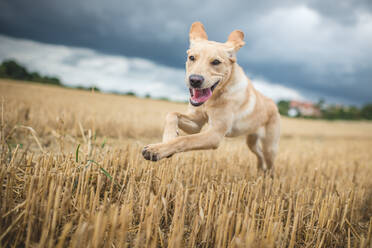 Young Labrador running through a field of wheat, United Kingdom, Europe - RHPLF16838