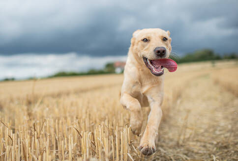 Junger Labrador läuft durch ein Weizenfeld, Vereinigtes Königreich, Europa - RHPLF16839