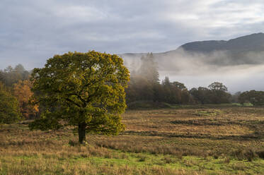 Herbstszene mit Frühnebel im Herbst, Borrowdale, Lake District National Park, UNESCO-Weltkulturerbe, Cumbria, England, Vereinigtes Königreich, Europa - RHPLF16877