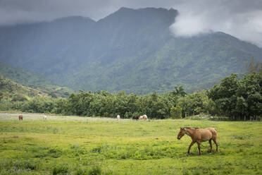 Pferd auf einer Wiese unterhalb eines vulkanischen Bergrückens auf Kauai, Hawaii, Vereinigte Staaten von Amerika, Nordamerika - RHPLF16893