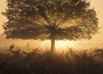 Ein atemberaubender nebliger Sonnenaufgang und Lichtstrahlen in einem Herbst im Richmond Park, Richmond, Greater London, England, Vereinigtes Königreich, Europa - RHPLF16921