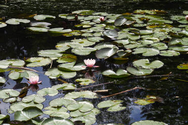 Im Teich schwimmende Seerosen - JTF01609