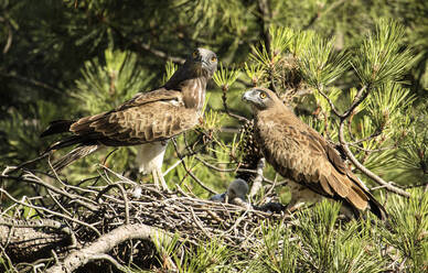 Wütender Wildadler sitzt in der Nähe des kleinen Vogels im Nest zwischen den Zweigen des Nadelbaums - ADSF07126