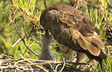 Wütender Wildadler, der in der Nähe eines kleinen Vogels sitzt und in einem Nest zwischen Nadelbaumzweigen frisst - ADSF07129