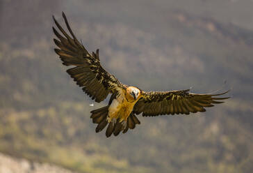 Von unten großen wilden Adler fliegen in der Nähe von Bergen auf unscharfen Hintergrund - ADSF07138